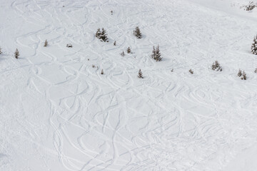 Ski tracks through powder snow and small trees down a hill.
