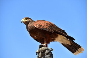  The field eagle, the bald eagle, standing on the master's glove.