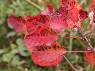 Arbre à perruques ou Cotinus coggygria 'Pourpre royal' aux feuilles ovales, vert pâle et bleuté...