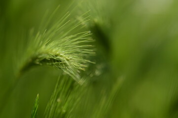 Obraz premium Wilder Weizen Korn Getreide Ähre grün