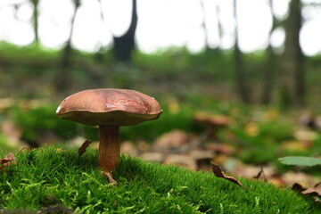 Lonely mushroom on green grad in tge forest