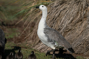 The Upland goose or Magellan goose (Chloephaga picta)