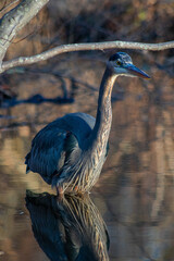 great blue heron