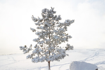 Pine tree covered with fluffy snow on frosty foggy morning. Winter landscape