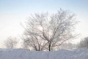 Fototapeta na wymiar Glittering sun between the branches of a snow-covered tree. Morning snowy winter landscape