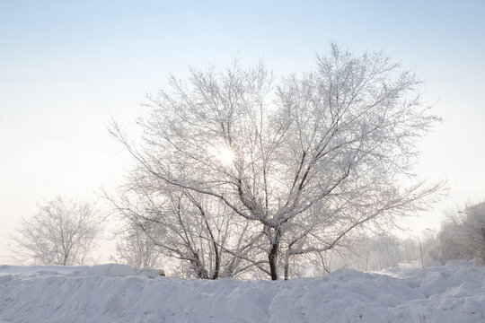 Glittering sun between the branches of a snow-covered tree. Morning snowy winter landscape