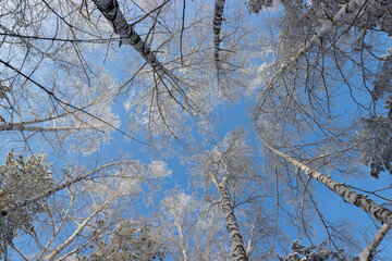 Frosty branches of the winter trees against blue sky. Bottom view