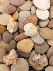 Beige sea pebbles and seashells