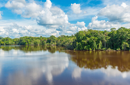 Amazon rainforest lake reflection, the Amazon river basin comprise Bolivia, Brazil, Colombia, Ecuador, Peru, (French) Guyana, Suriname, Venezuela.