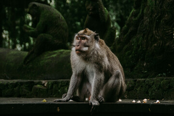 Sacred Monkey Forest Ubud. Animal/wildlife concept. View of the adult macaque monkey in Bali Indonesia. Tourist popular attraction/destination.