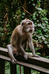 Sacred Monkey Forest Ubud. Animal/wildlife concept. View of the adult macaque monkey in Bali Indonesia. Tourist popular attraction/destination.