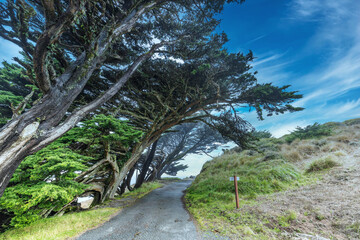 Beautiful landscape, cypress trees on the banks of the quiet tokean, which bent from the wind, on...