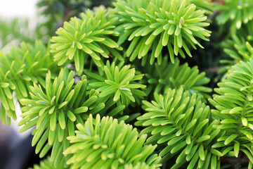 Closeup of the needles on a dwarf balsam fir
