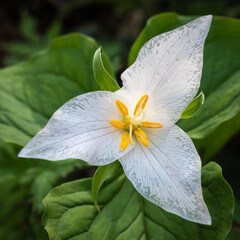 Western White Trillium displaying delicate white flow with yellow center on the forest floor in the Snoqualmie Valley in western Washington State
