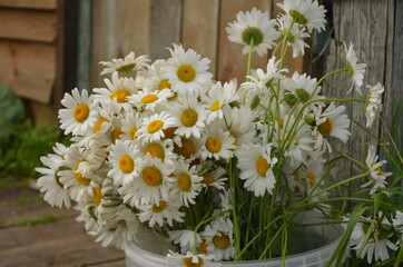 Obraz premium bouquet of daisies