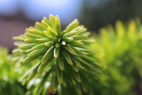 Closeup of the needle tips on a fir tree