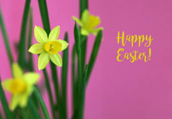 Mini Daffodil with text "Happy Easter"