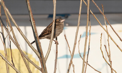 sparrow 