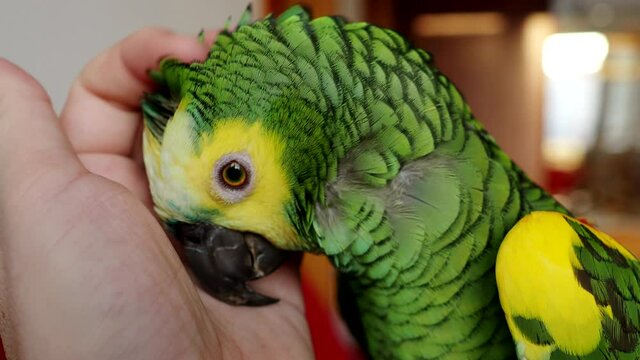 Turquoise-fronted amazon parrot (Amazona aestiva) enjoys cuddling by human hand in 4K VIDEO. Cute green friendly pet bird with his owner. Close-up.