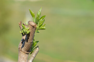 Abgeschnittener Ast Zweig mit neuen grünen Trieben