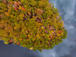 leaves on tree