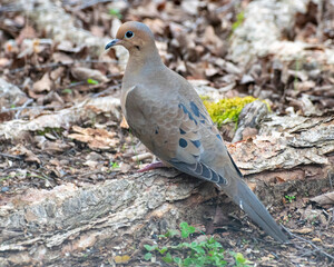Mourning Dove Perched