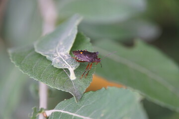 eine amerikanische Kiefernwanze