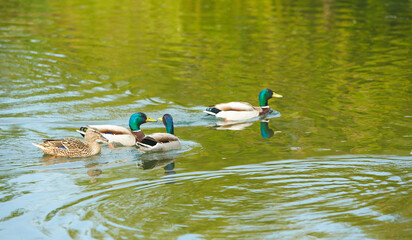 Ducks swimming at evening in Ireland. Male and female mallard duck swimming on a pond with green water while looking for food.