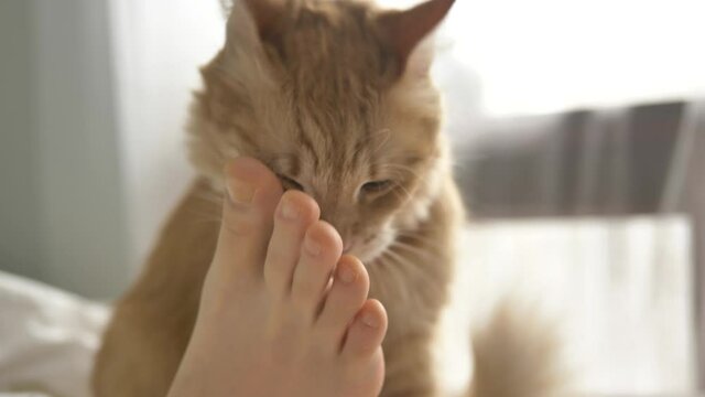 Adorable red haired cat licks and strokes bare sole of young woman foot lying in comfortable bed in morning extreme closeup