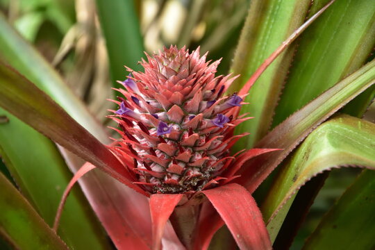 young red pineapple grows in the Philippines