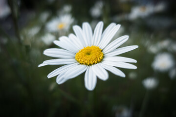 Fototapeta premium daisy in the garden