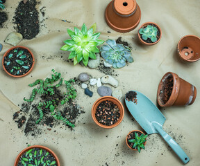 Urban Jungle - Zimmerpflanzen - Sukkulenten, Echeveria pflegen, umtopfen, vermehren -...