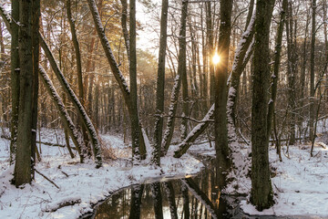 zimowy las, leśna rzeka, 