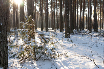 młode sosny zwyczajne Pinus silvestris, pokryte śniegiem, zima w lesie