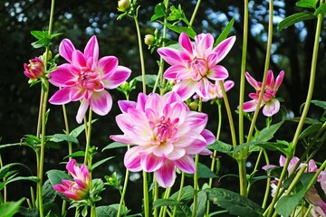 Dahline pink im Spätsommer