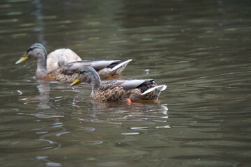 Enten beim Schwimmen erwischt