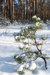 młode sosny zwyczajne Pinus silvestris, pokryte śniegiem, zima w lesie - obrazy, fototapety, plakaty