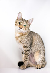 A cute tabby shorthair cat in a sitting position, looking at the camera with a head tilt