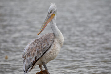 Dalmatian pelican in Kerkini Lake in northern Greece