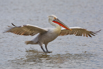 Fototapeta na wymiar Dalmatian pelican in Kerkini Lake in northern Greece
