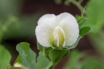 Macro shot of a pea (pisum sativum) flower in bloom © tom