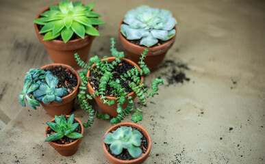 Urban Jungle - Zimmerpflanzen - Sukkulenten, Echeveria pflegen, umtopfen, vermehren -...