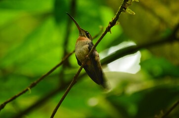humming-bird sings in the middle of the rain forest
