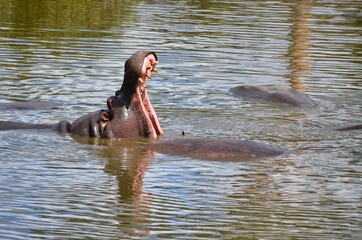 Hippo yawning in the water in the river in uganda