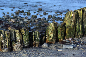Weathered wooden groynes, green from moss and algae on the beach with sand and stones on the Baltic Sea in northern Germany, tourist resort landscape, copy space, selected focus