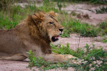 relaxed lion looks out for food and animals to hunt
