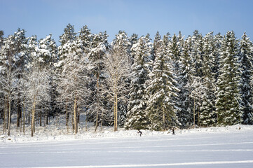 Ski track on the snow field. Skiers ride on sunny winter day. Healthy people lifestyle. The edge of the forest with rows of trees evergreens covered with snow. The ski trails in different directions. 