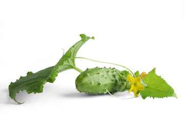 cucumbers with branches and leaves on a white background, vegetables