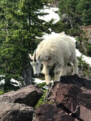 white sheep in the mountains