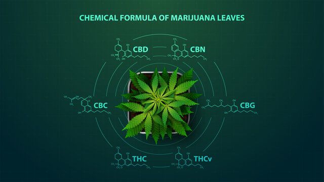 Green poster with chemical formulas of natural cannabinoids. Cannabis plant with infographic of chemical formulas of cannabinoids in digital style